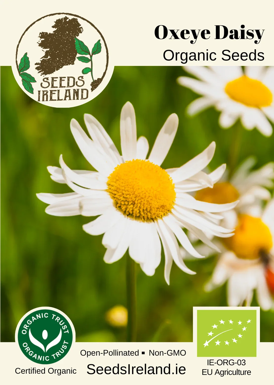 Oxeye Daisy Organic Seed - Image 2