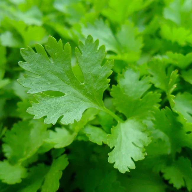 Parsley: Giant Of Italy Organic Seed