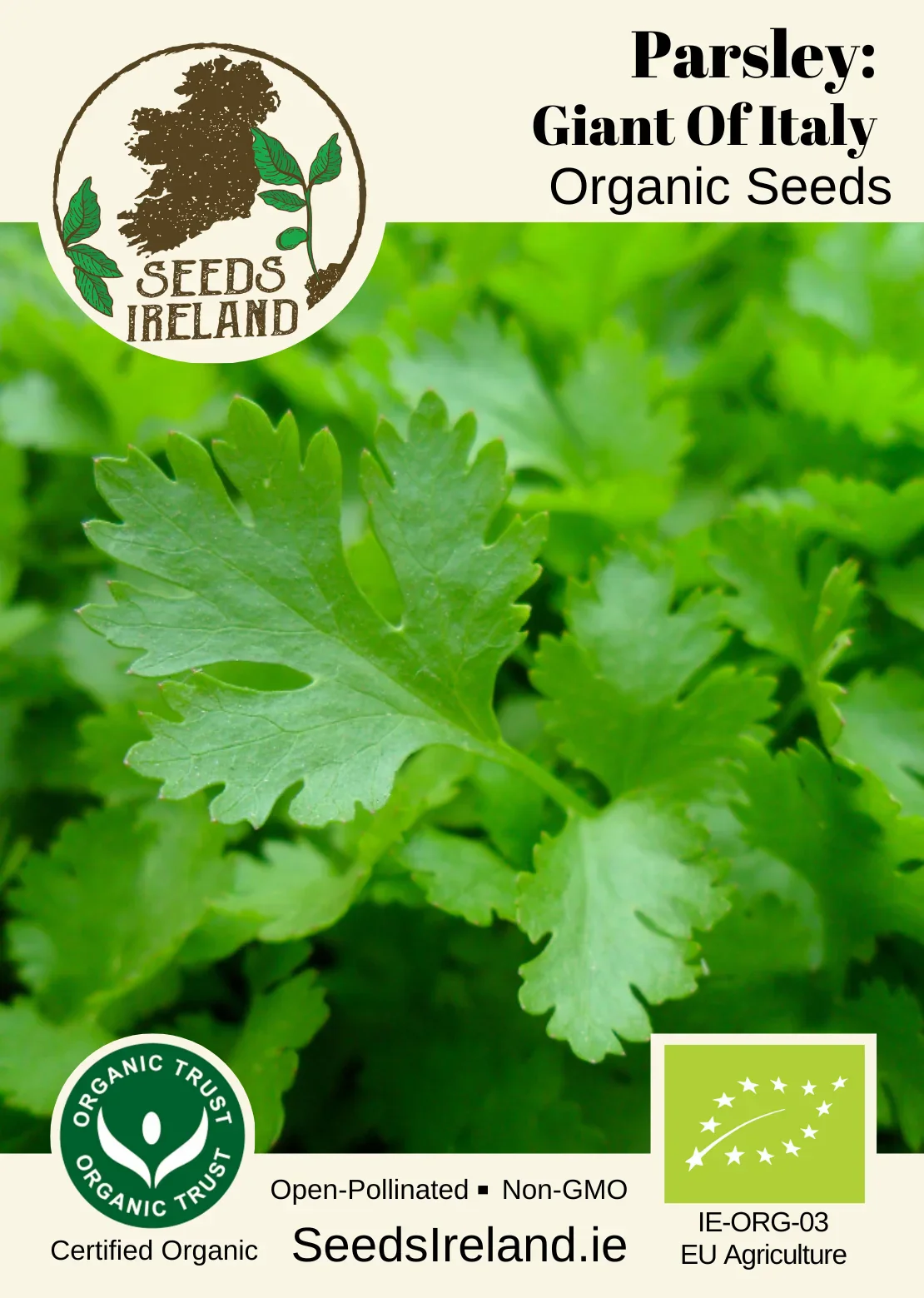 Parsley: Giant Of Italy Organic Seed - Image 2