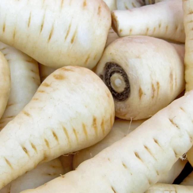 Parsnip: Tender & True Organic Seed