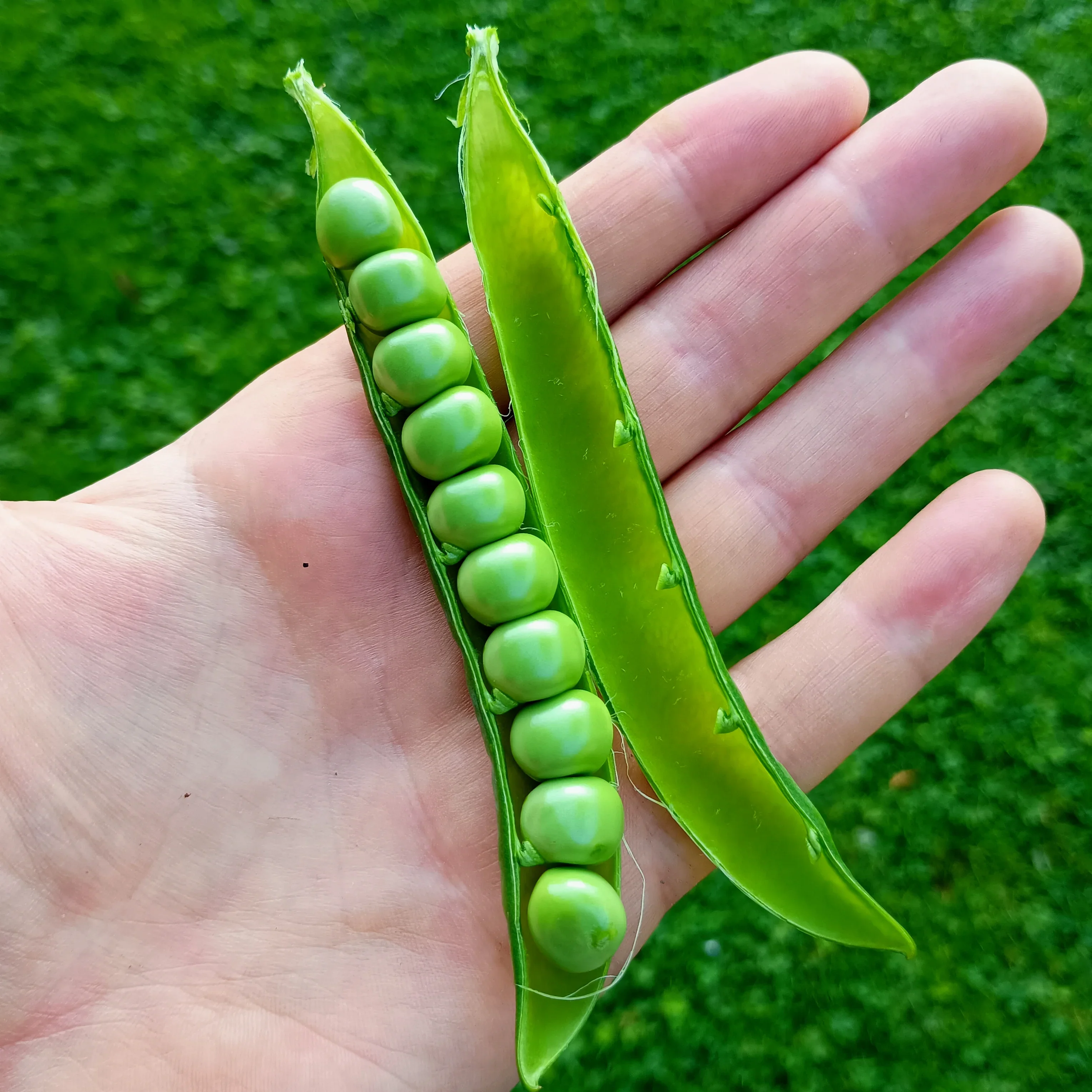 Pea: Kelvedon Wonder Organic Seed - Image 3
