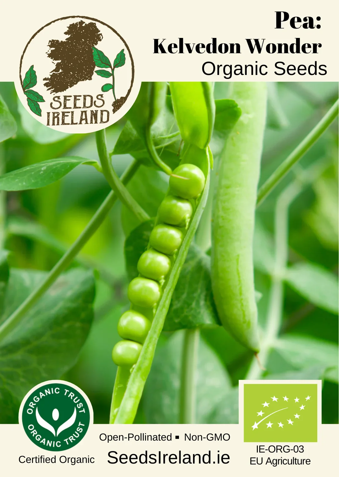 Pea: Kelvedon Wonder Organic Seed - Image 4