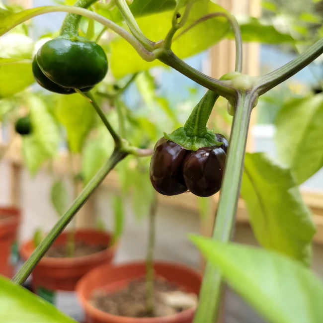 Pepper: Chocolate Mini Organic Seed