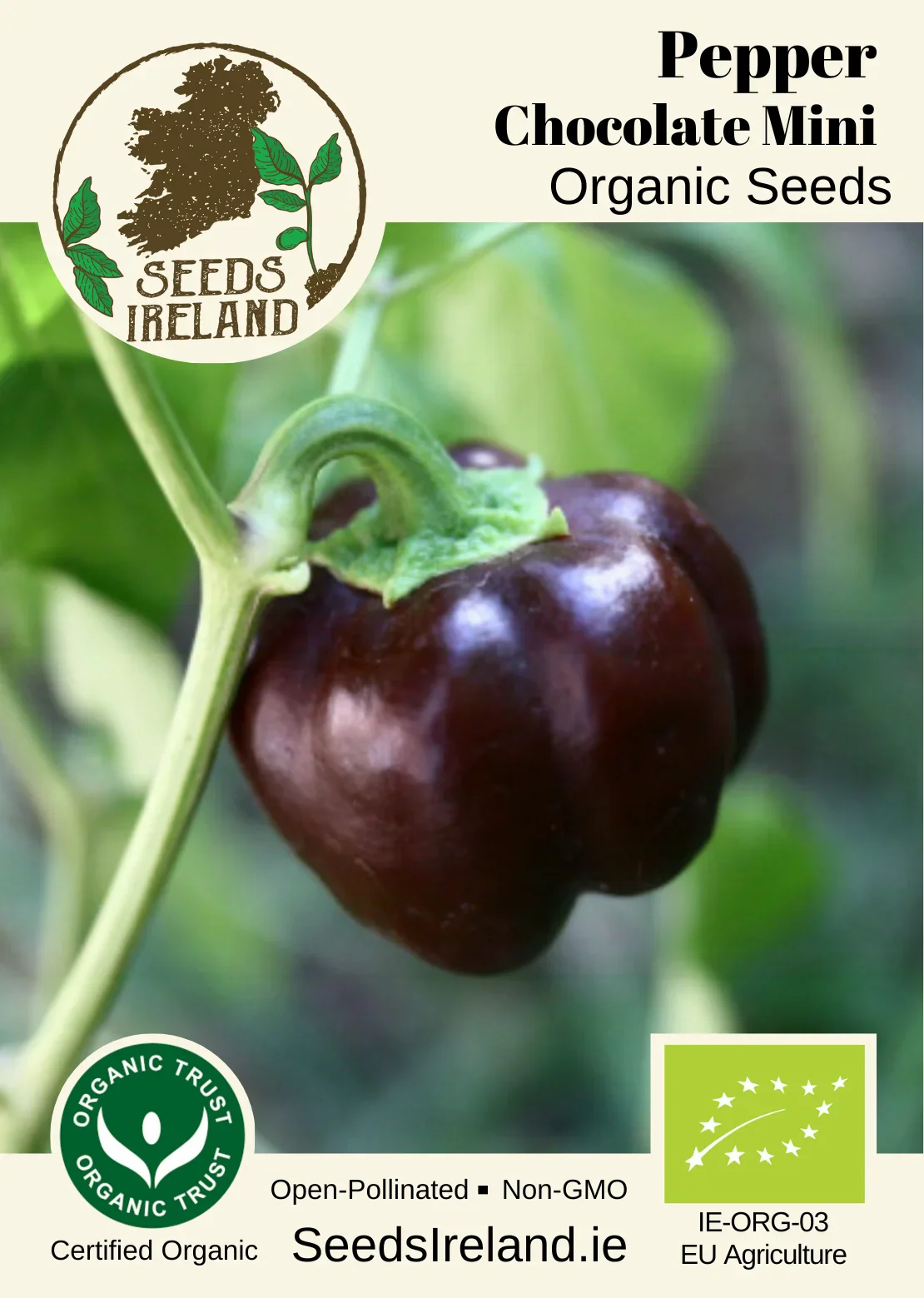 Pepper: Chocolate Mini Organic Seed - Image 2