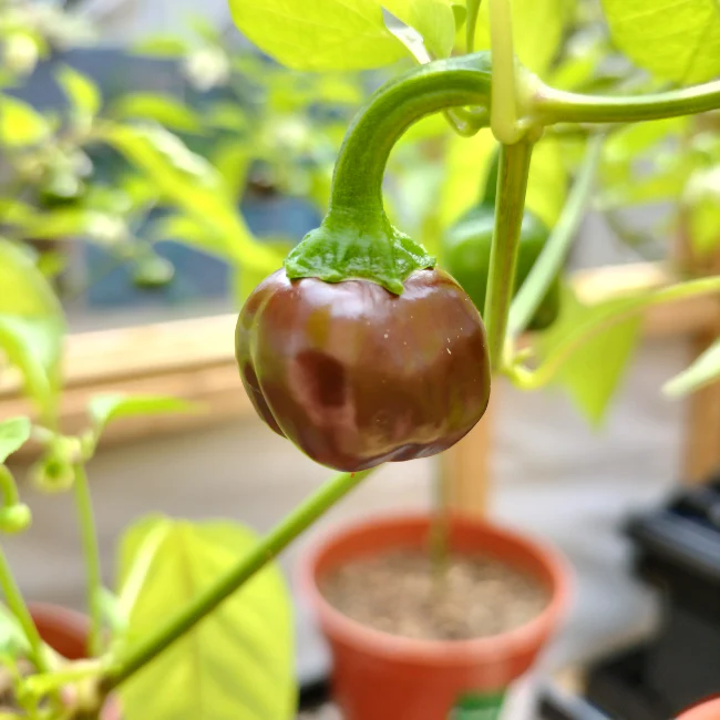 Pepper: Chocolate Mini Organic Seed - Image 3