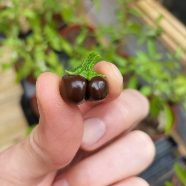 Pepper: Chocolate Mini Organic Seed - Image 4