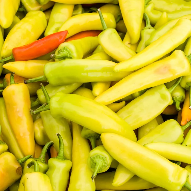 Pepper: Hungarian Yellow Hot Wax Organic Seed - Image 3
