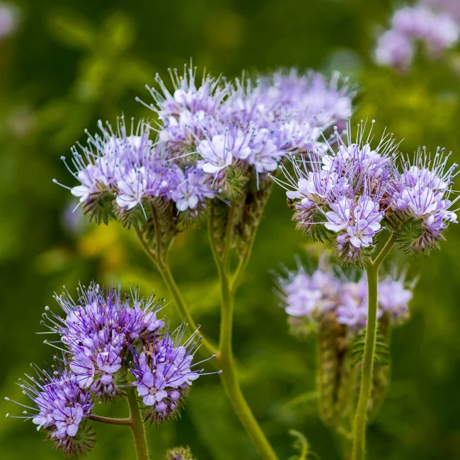 Phacelia Organic Seed