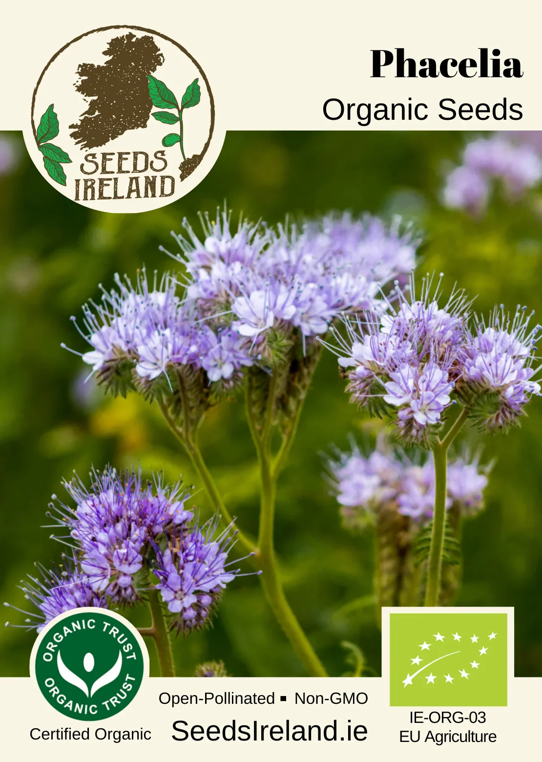 Phacelia Organic Seed - Image 2