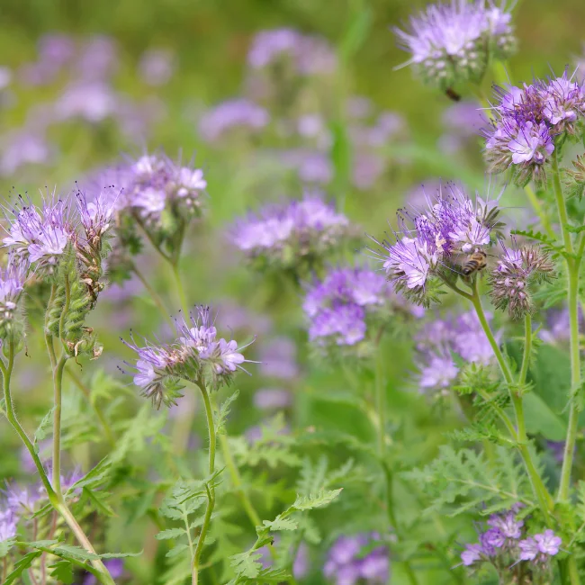 Phacelia Organic Seed - Image 3