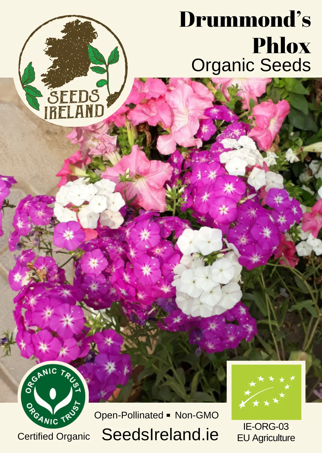 Drummond's Phlox Organic Seed - Image 2