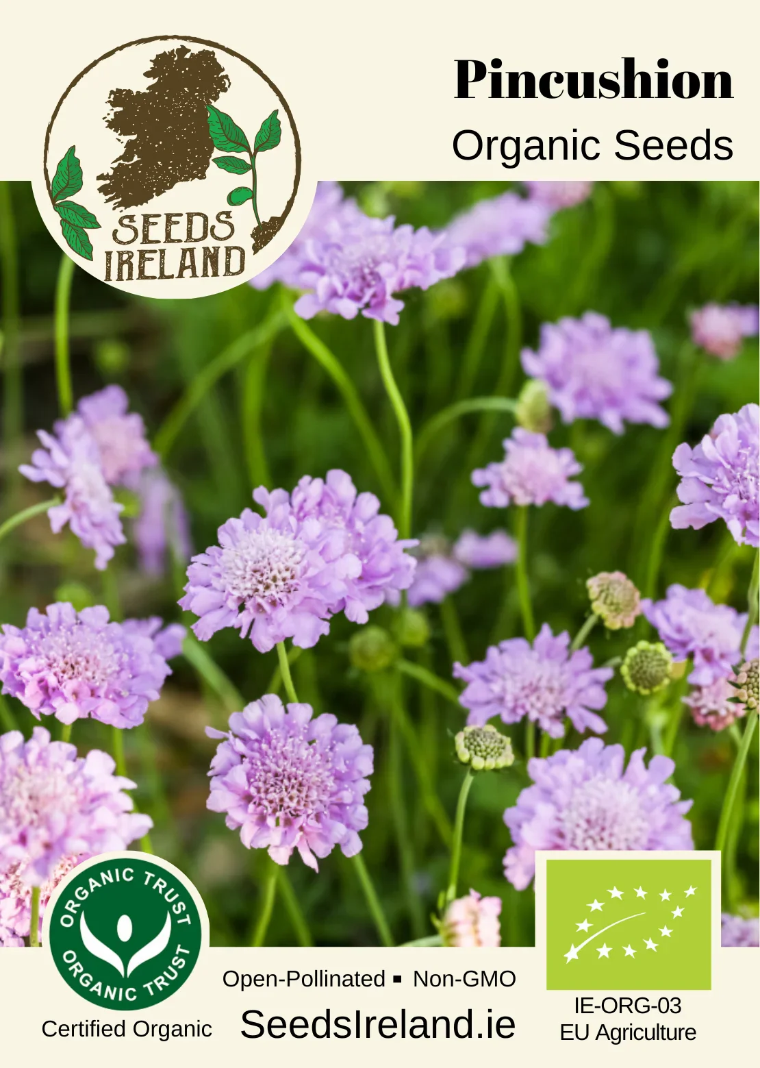 Pincushion Flower Organic Seed - Image 2