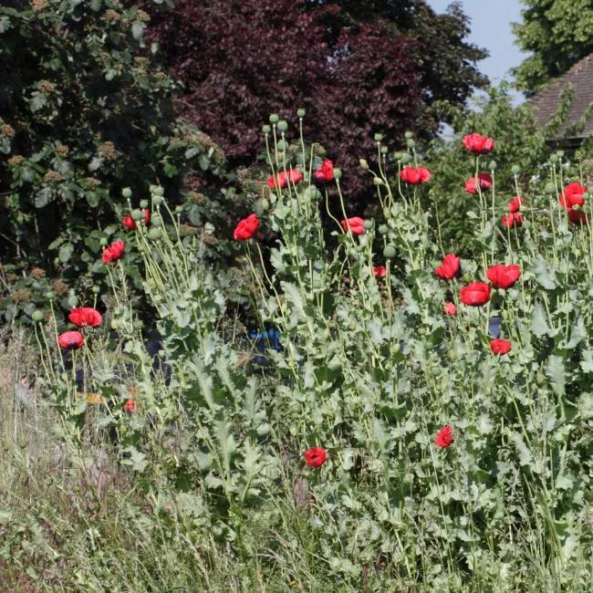 Poppy: Opium Red Organic Seed