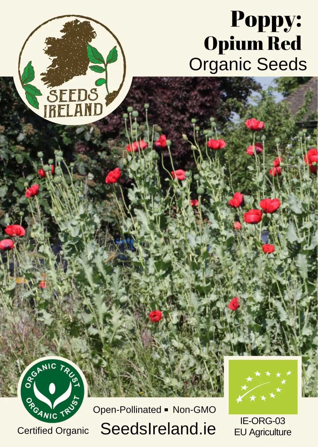 Poppy: Opium Red Organic Seed - Image 2