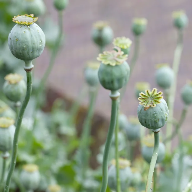 Poppy: Opium Red Organic Seed - Image 3