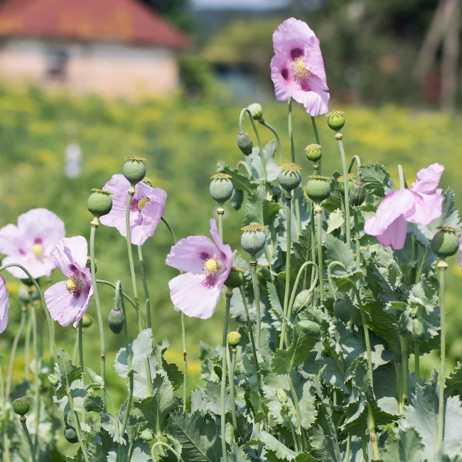 Poppy: Opium White Organic Seed