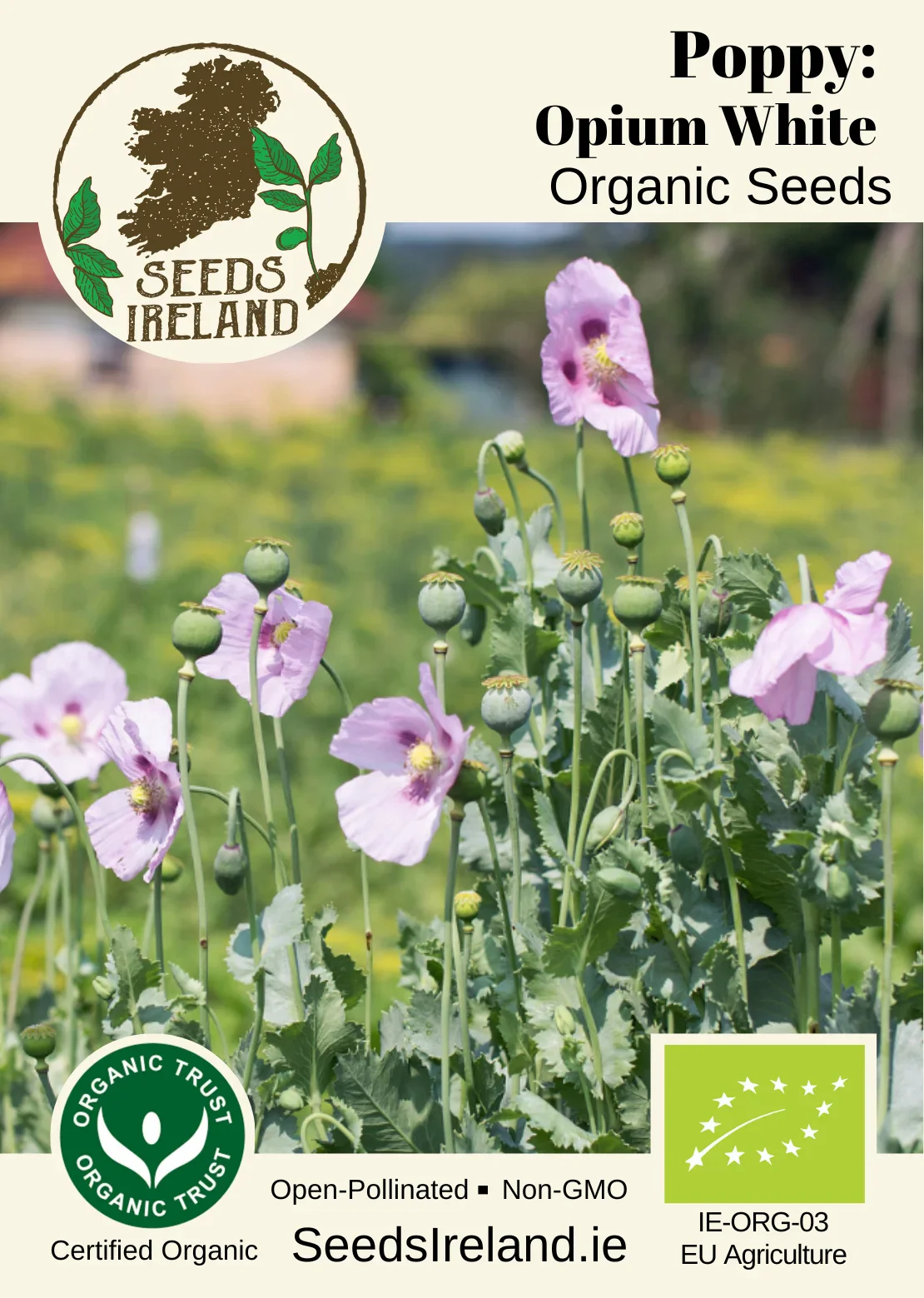 Poppy: Opium White Organic Seed - Image 2