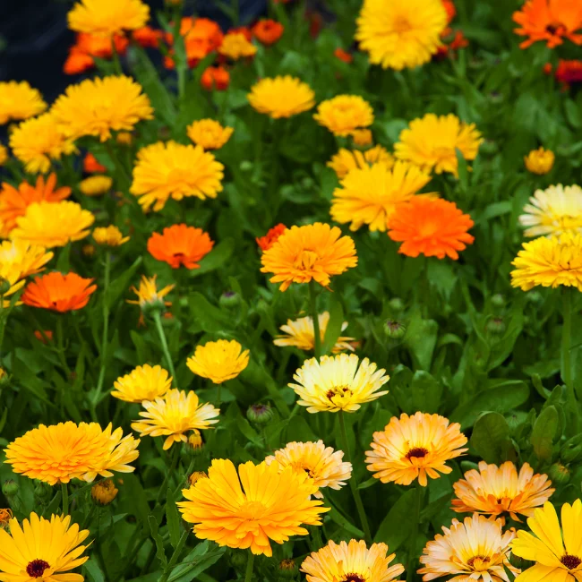 Pot Marigold: Pacific Beauty Organic Seed