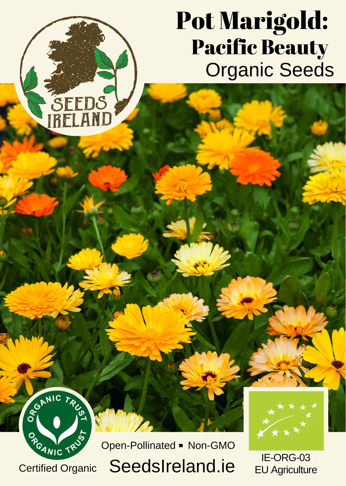 Pot Marigold: Pacific Beauty Organic Seed - Image 2