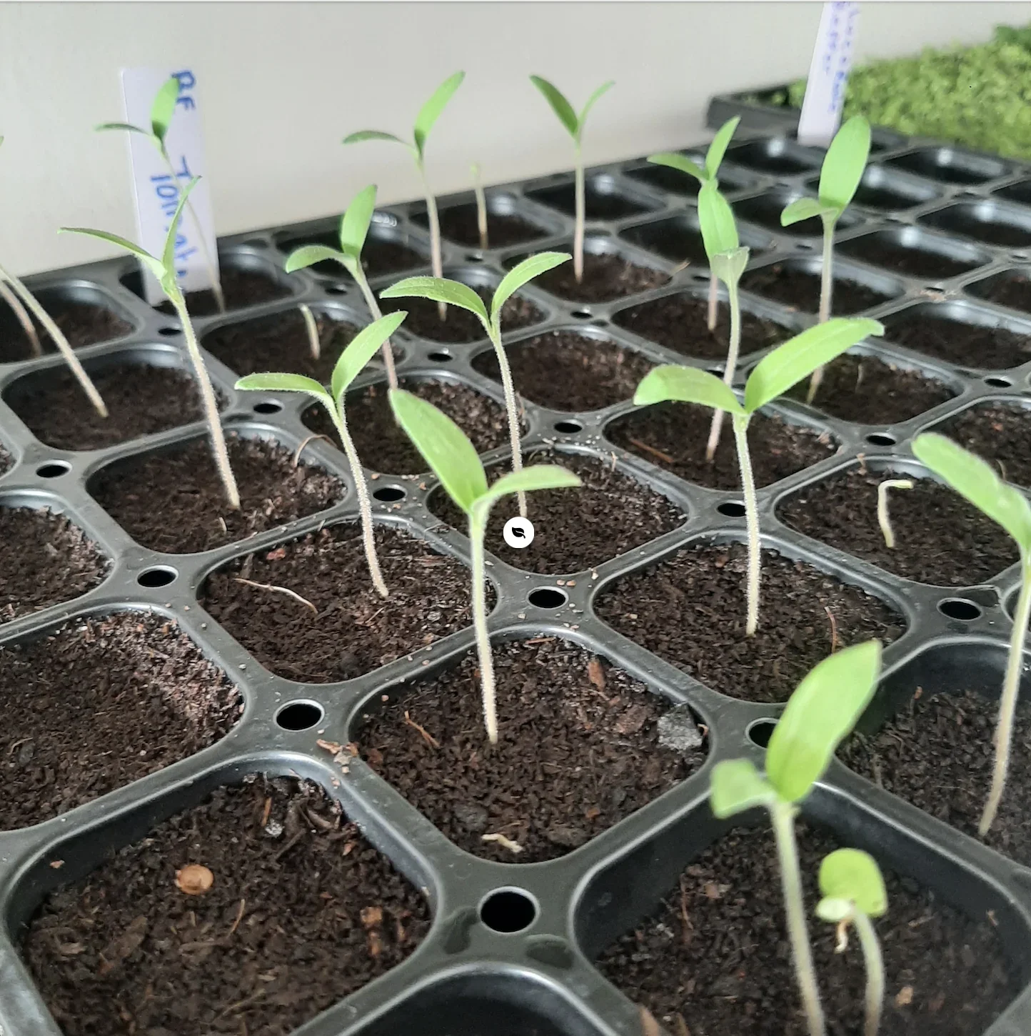Propagation Set For Seed Starting - Image 5