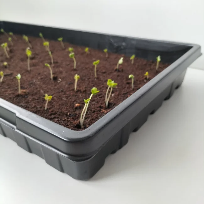 Propagation Trays For Seed Starting or Microgreens WITHOUT Holes - 1020 - Image 7