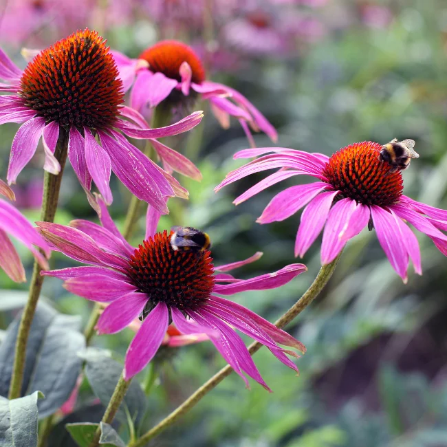 Echinacea Purpurea: Purple Coneflower Organic Seed - Image 3