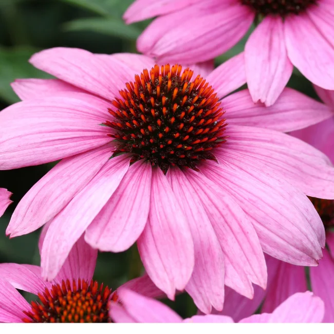 Echinacea Purpurea: Purple Coneflower Organic Seed - Image 4