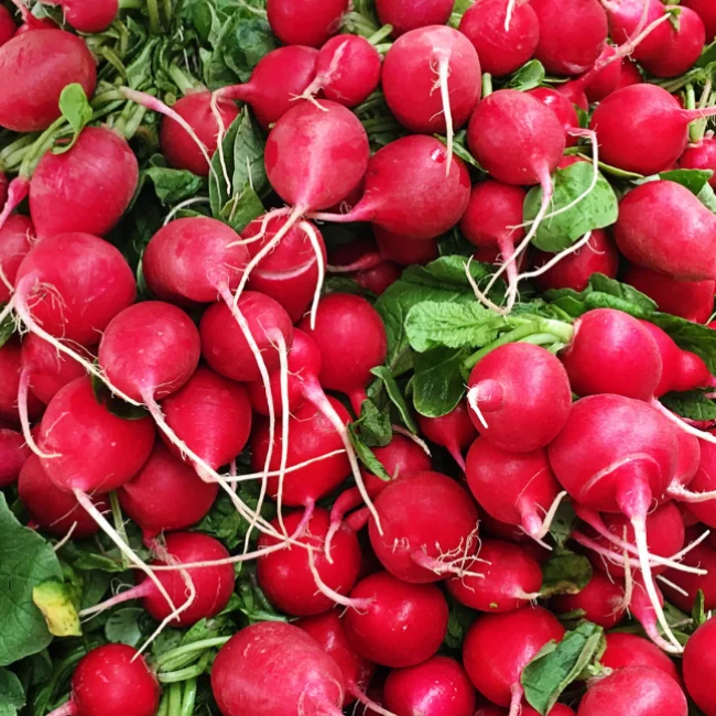 Radish: Cherry Belle Organic Seed