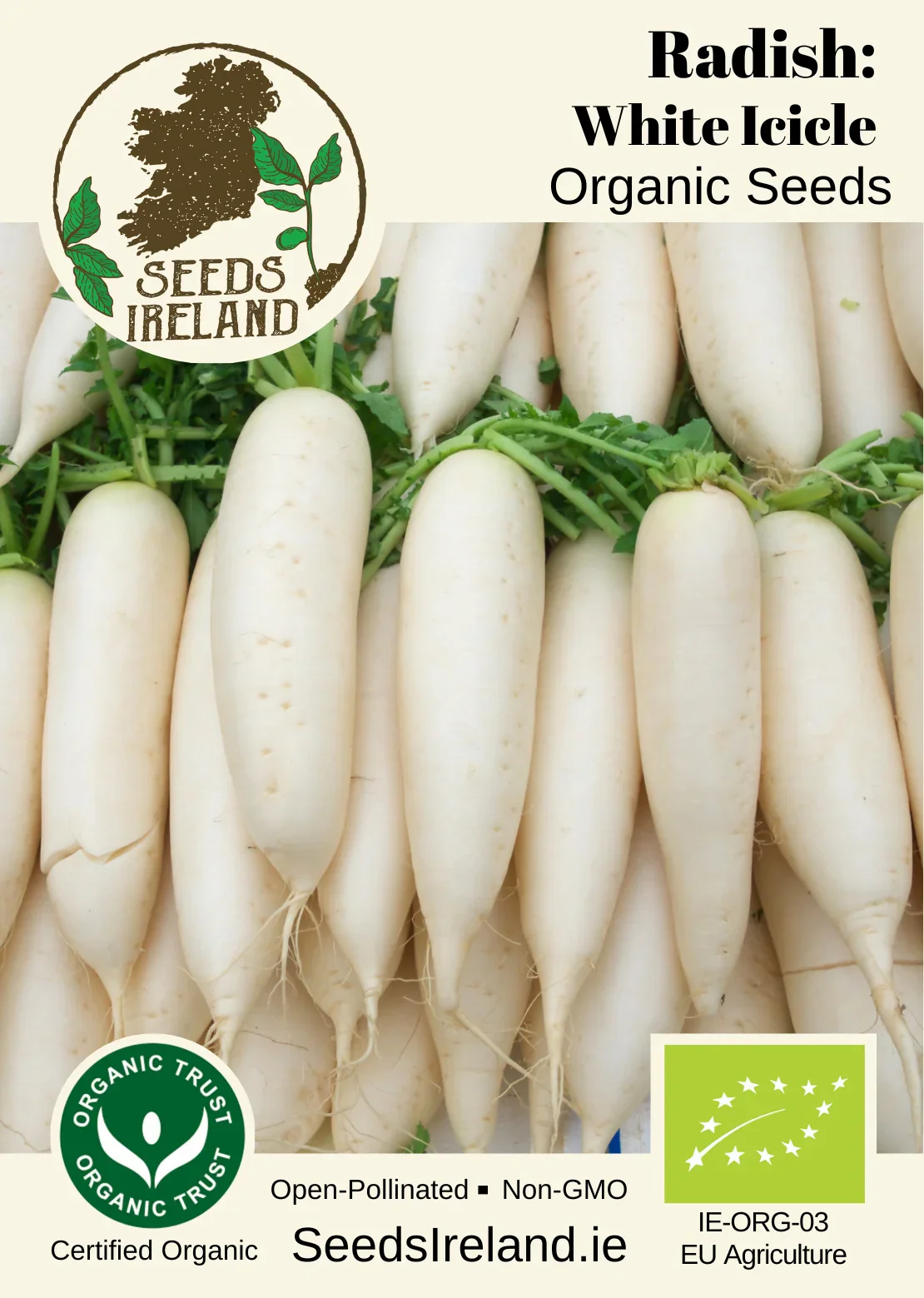 Radish: White Icicle Organic Seed - Image 2