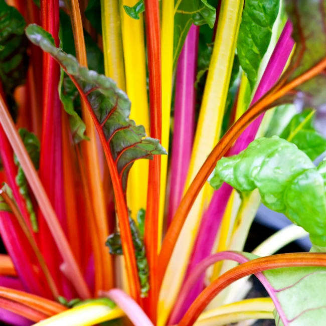 Rainbow Chard: Fireworks Organic Seed - Image 3