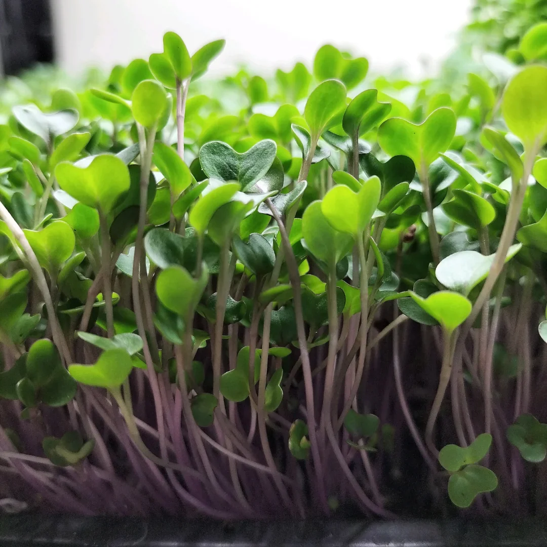 Organic Microgreen Seed: Red Cabbage - Image 3