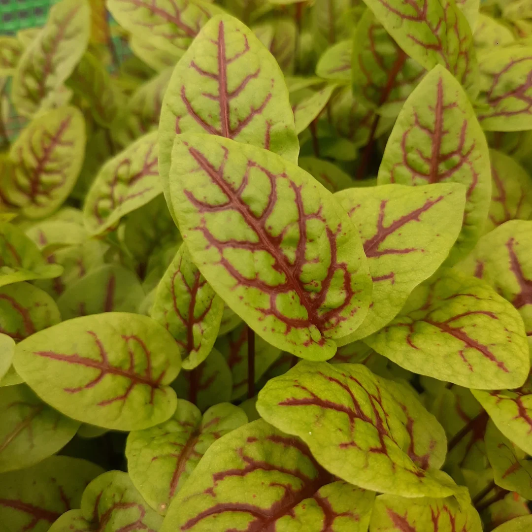 Organic Microgreen Seed: Red Veined Sorrel - Image 3
