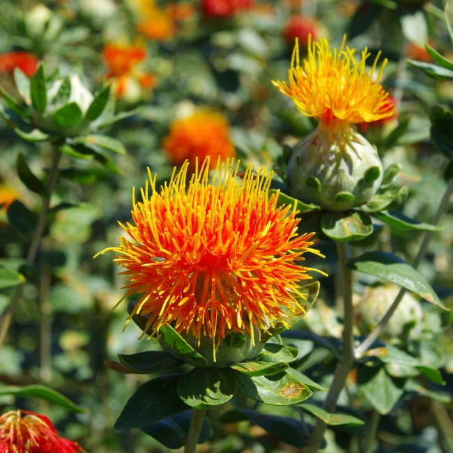 Safflower Organic Seed