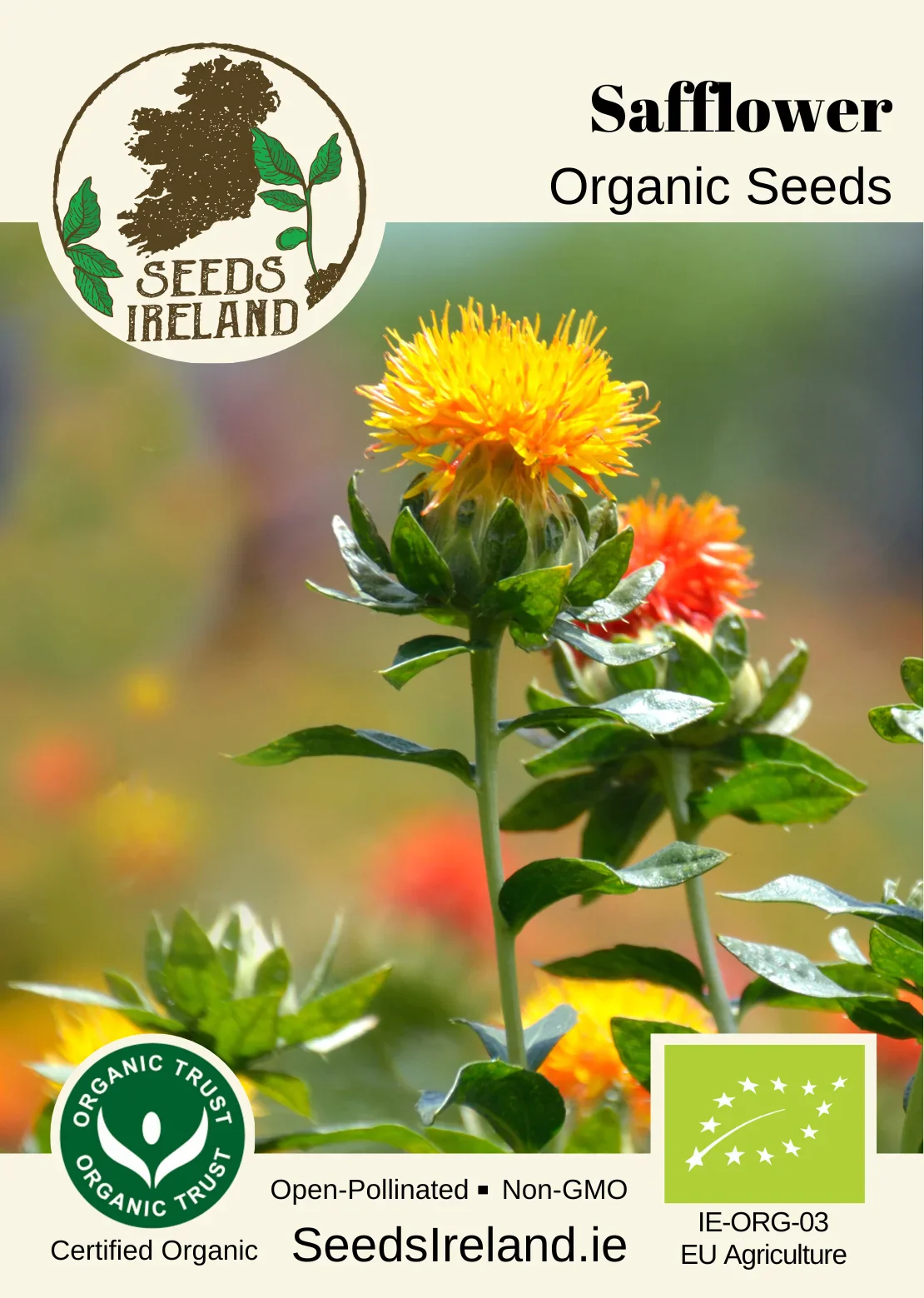 Safflower Organic Seed - Image 2