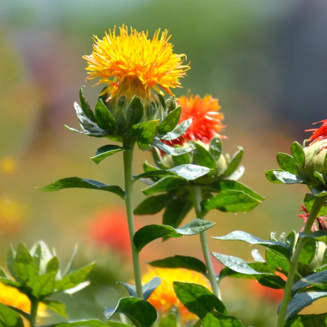 Safflower Organic Seed - Image 3