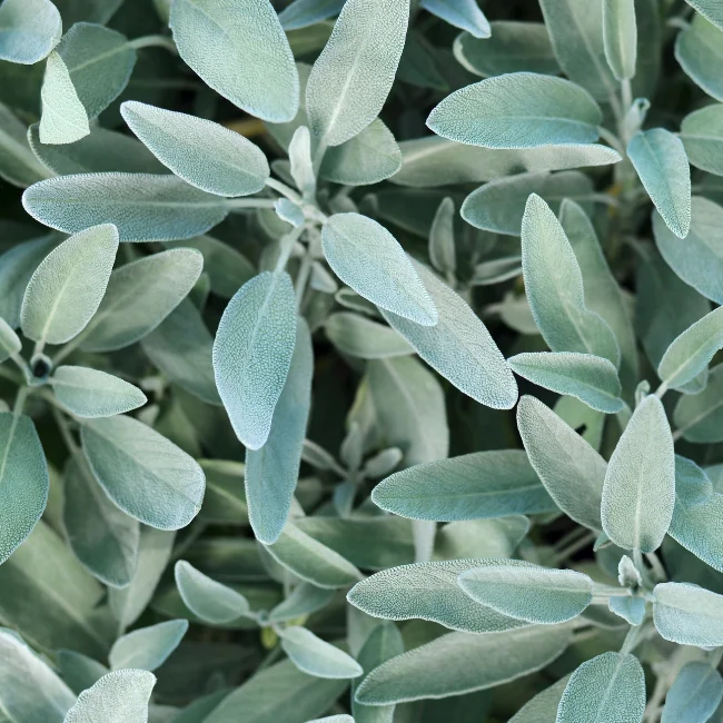 Sage Organic Seed