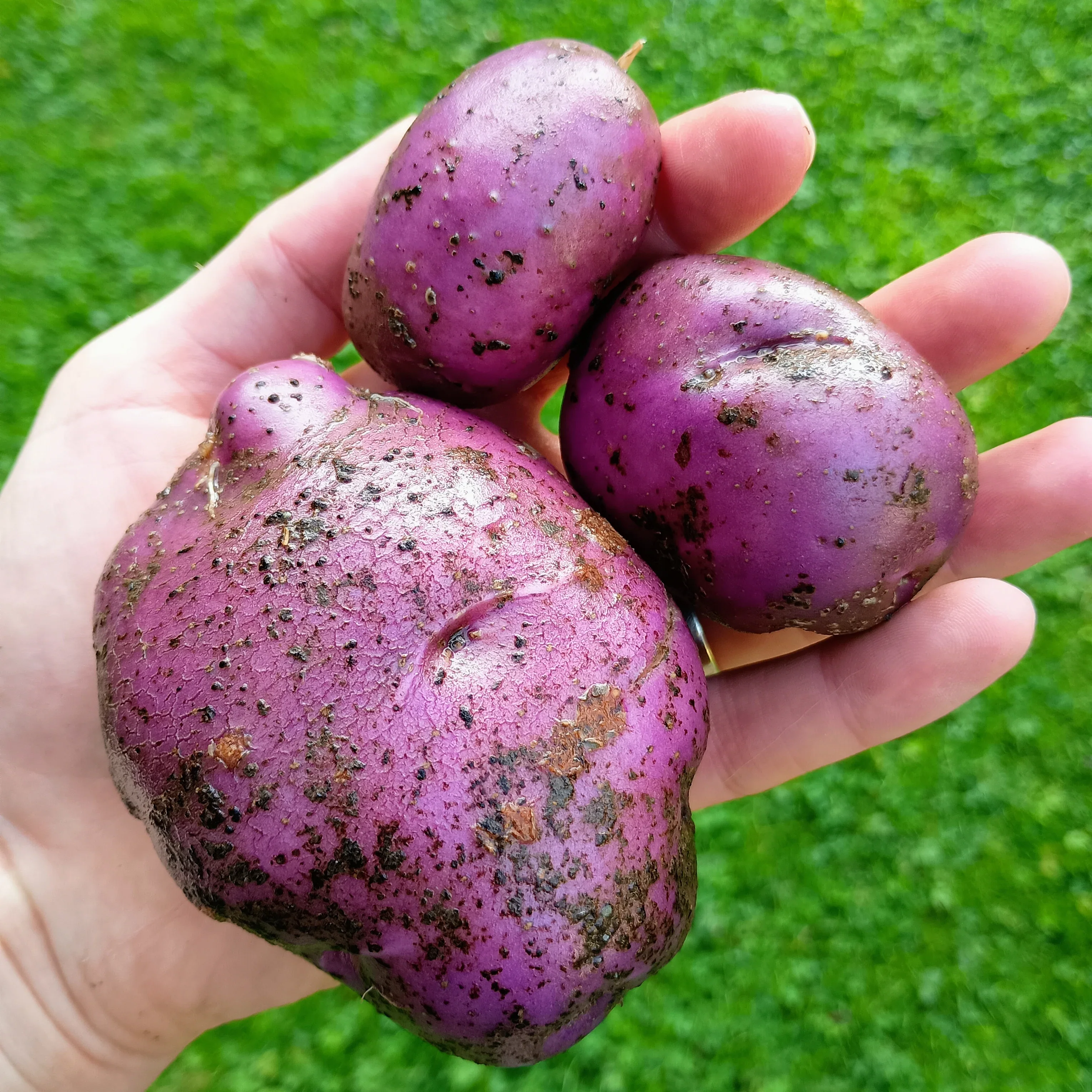 Seed Potatoes: Arran Victory - Image 3