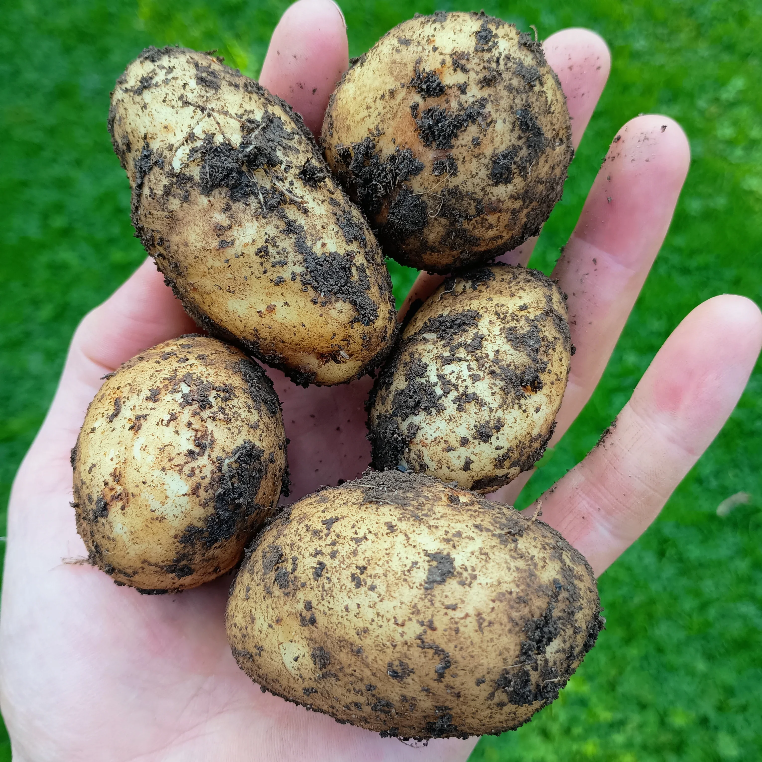 Seed Potatoes: British Queens - Image 4