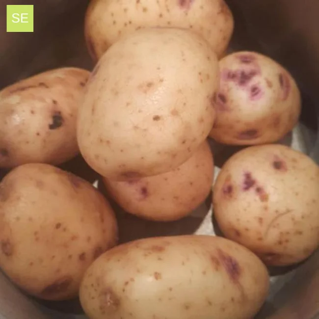 Seed Potatoes: Irish Gold - Image 3