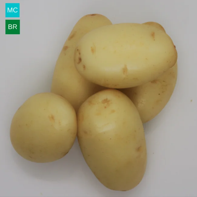 Seed Potatoes: Kelly - Image 3