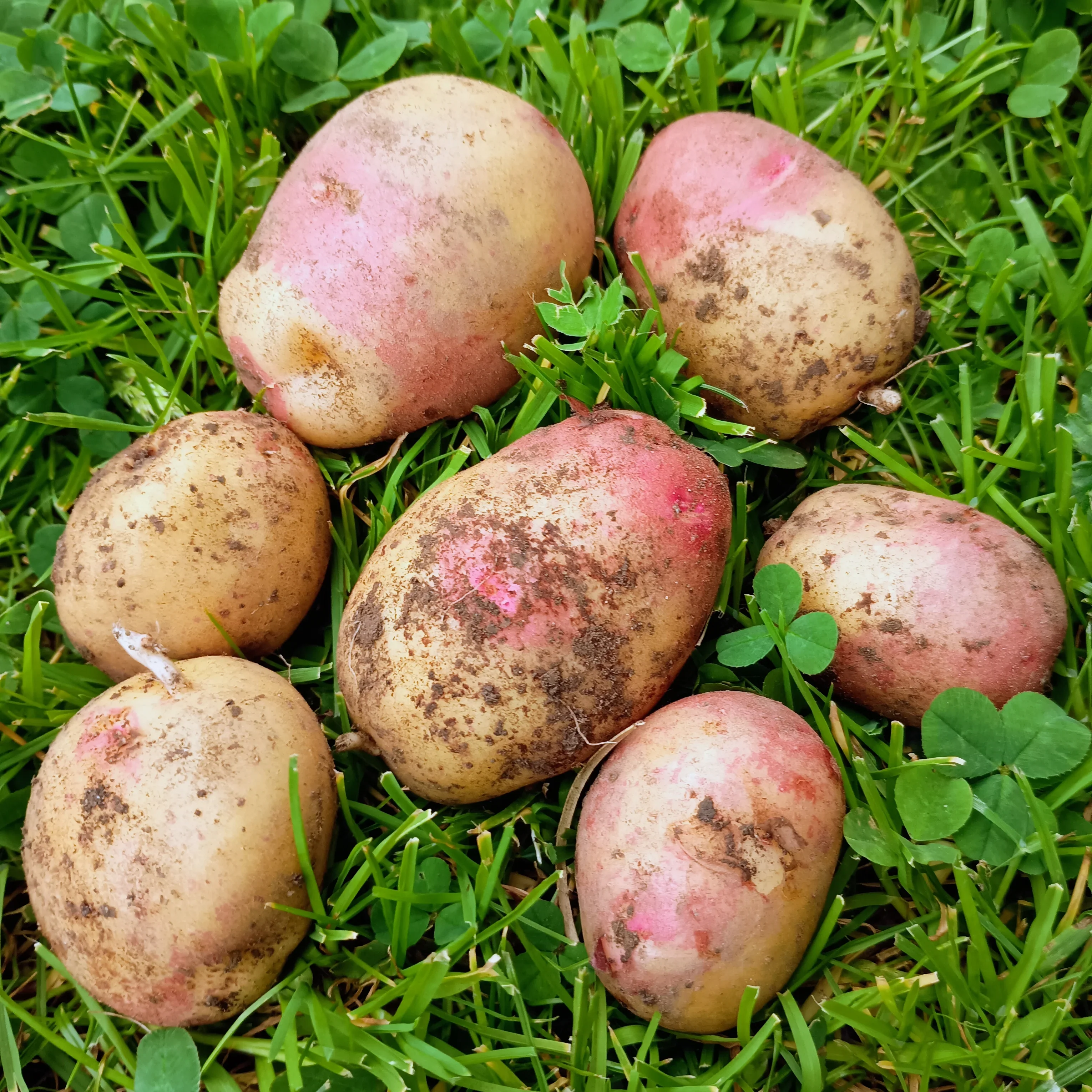 Seed Potatoes: King Edward - Image 3