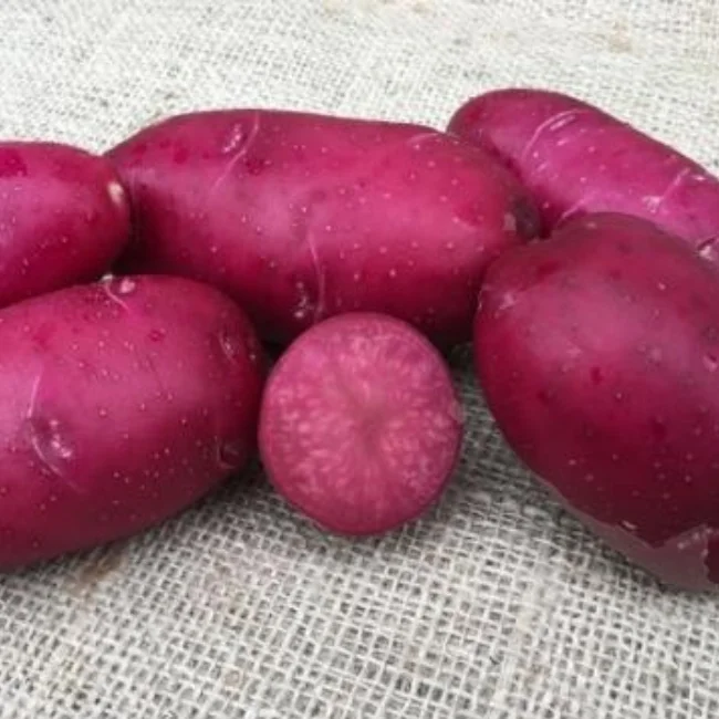 Seed Potatoes: Lily Rose - Image 2