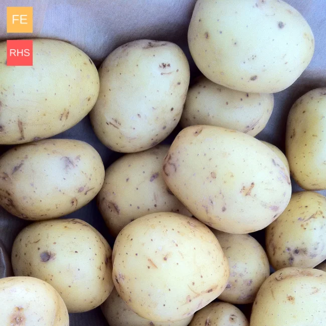 Seed Potatoes: Maris Bard - Image 3