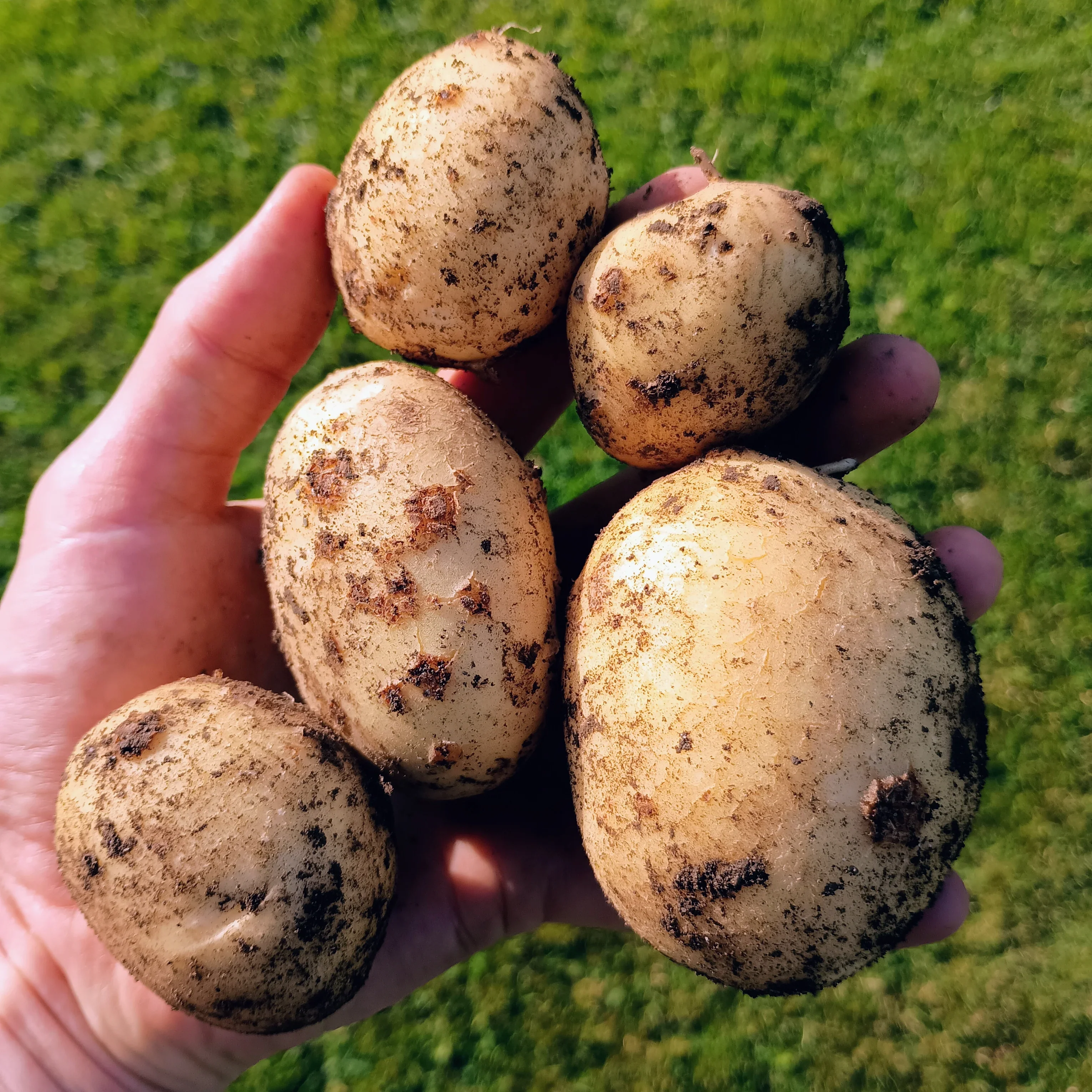 Seed Potatoes: Maris Piper - Image 4