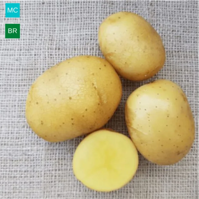 Seed Potatoes: Oscar