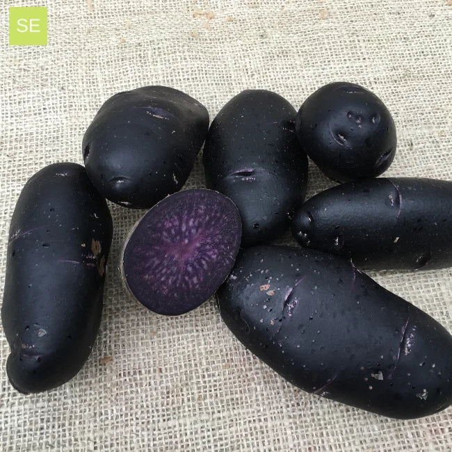 Seed Potatoes: Purple Rain - Image 3