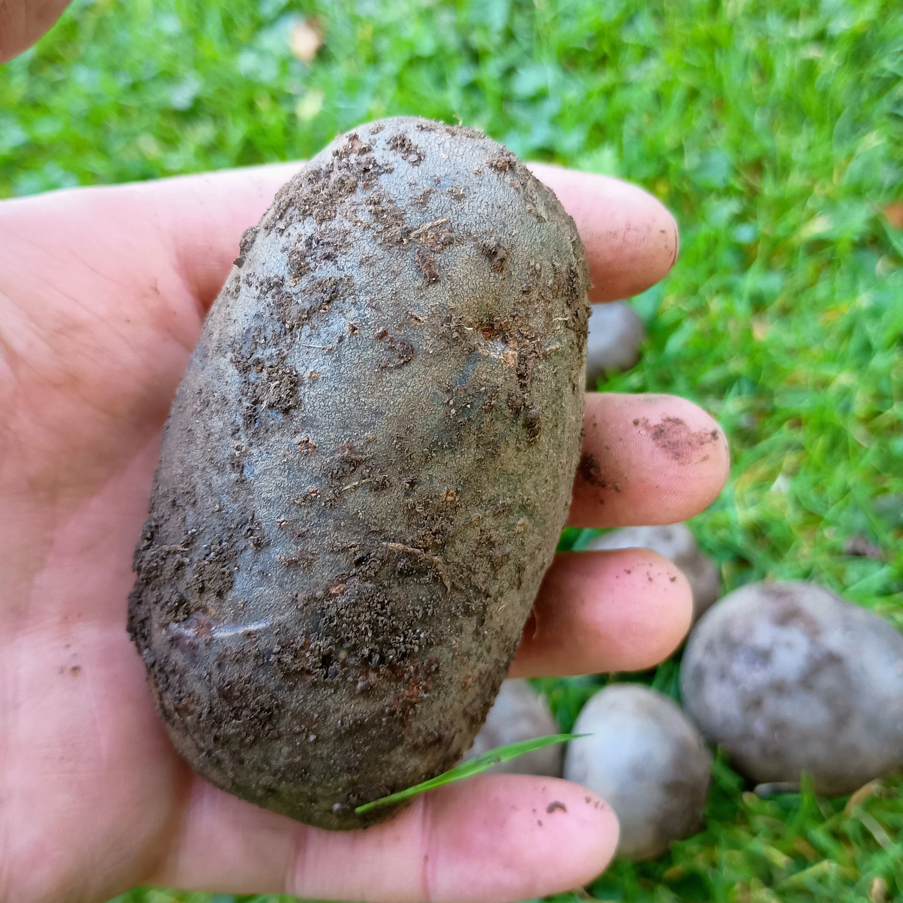Seed Potatoes: Purple Rain - Image 5