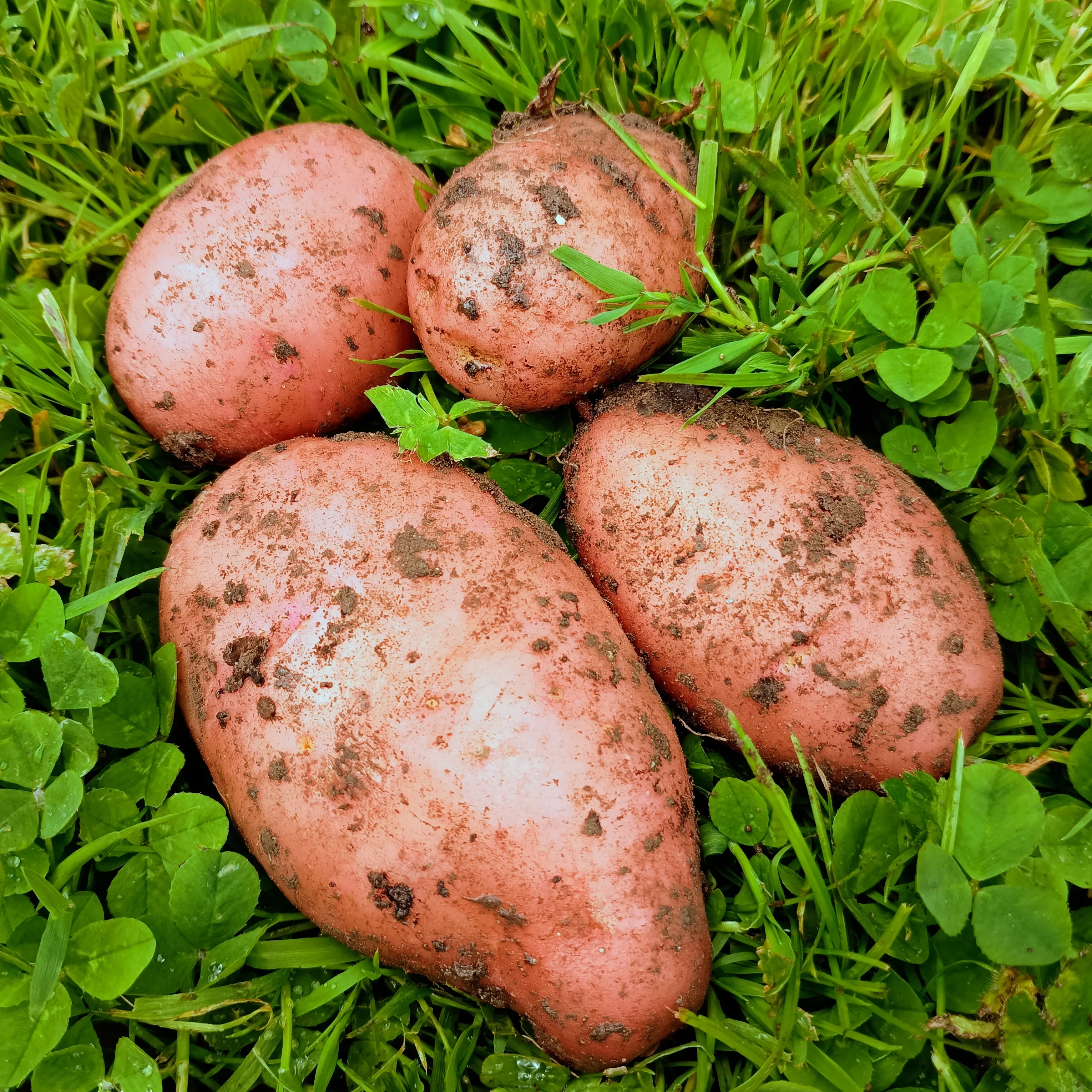 Seed Potatoes: Sarpo Mira - Image 3