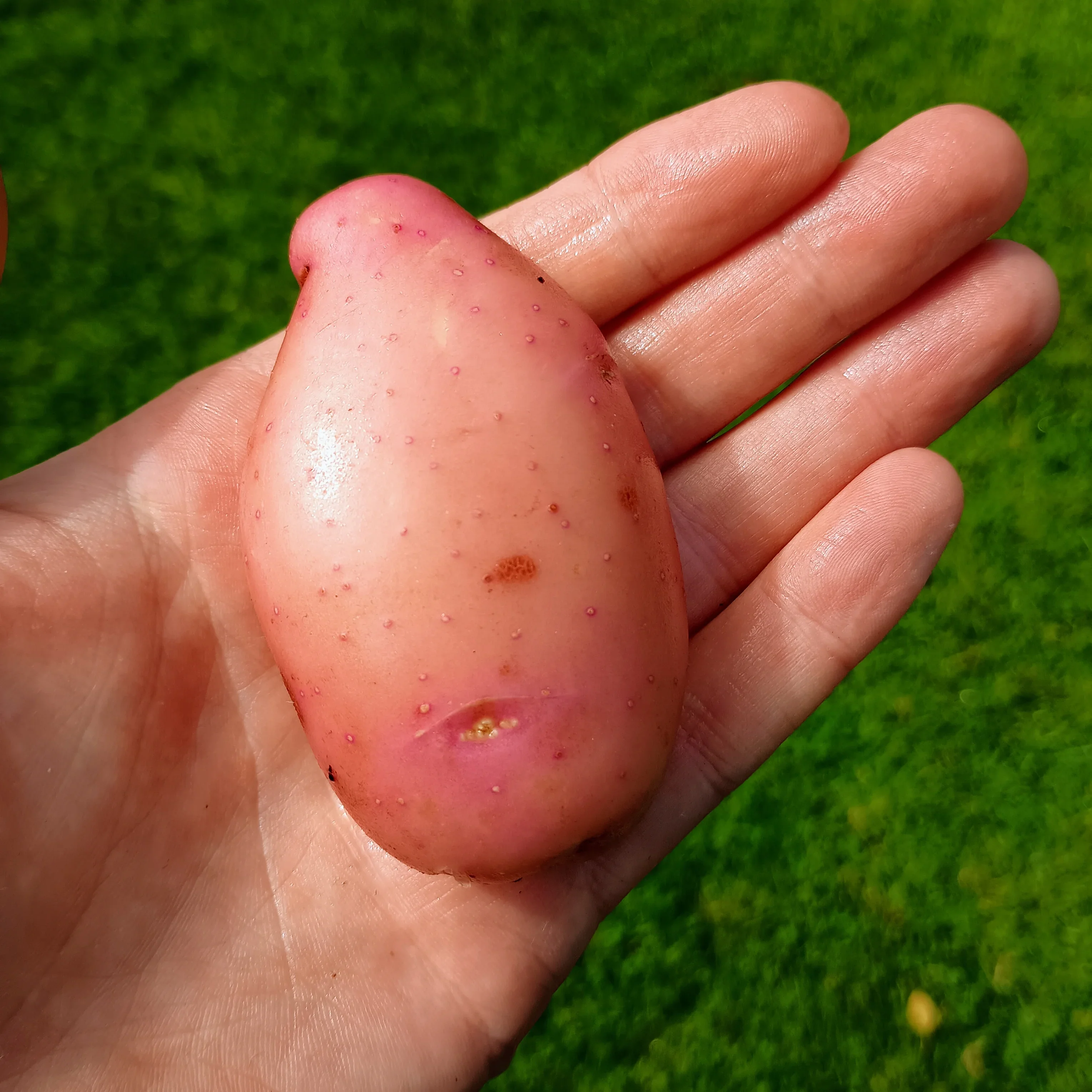 Seed Potatoes: Sarpo Mira - Image 4