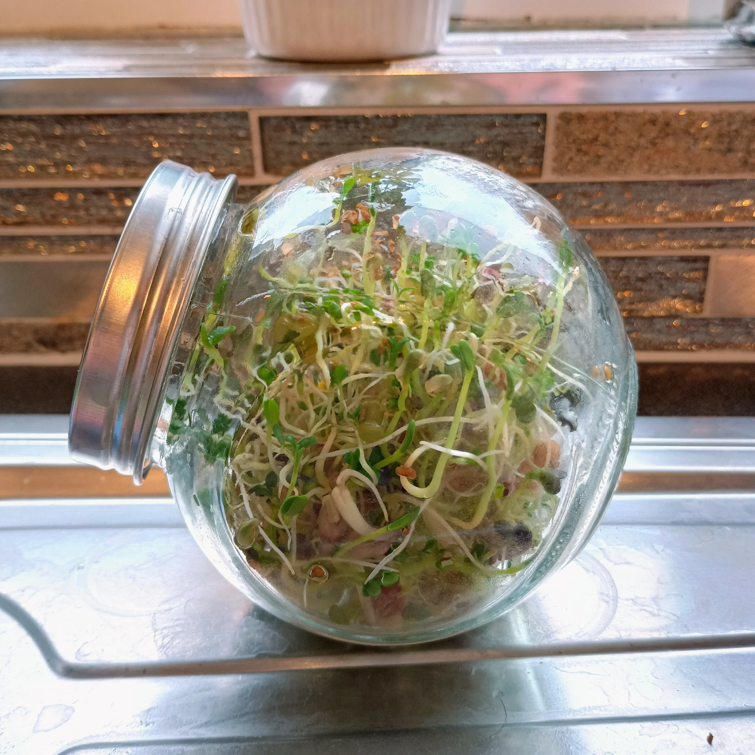 400ml Sprouting Jar with Metal Mesh Lid & Organic Salad Mix Seeds - Image 2